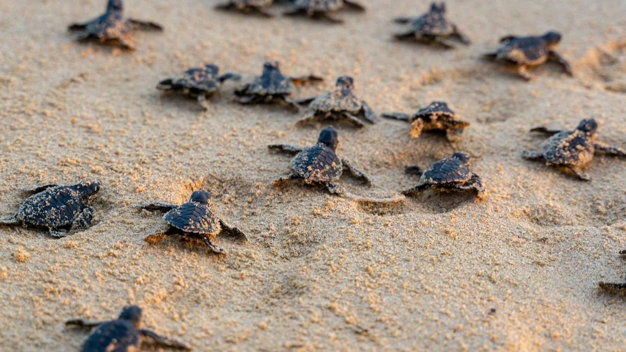 Turtle Paradise Tangalle Exterior photo