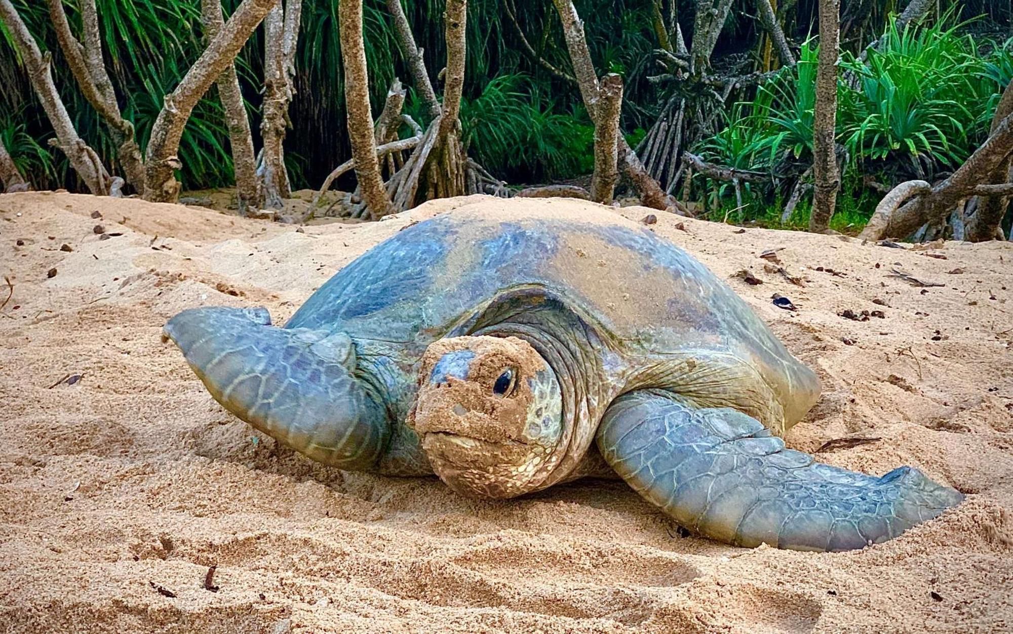 Turtle Paradise Tangalle Exterior photo